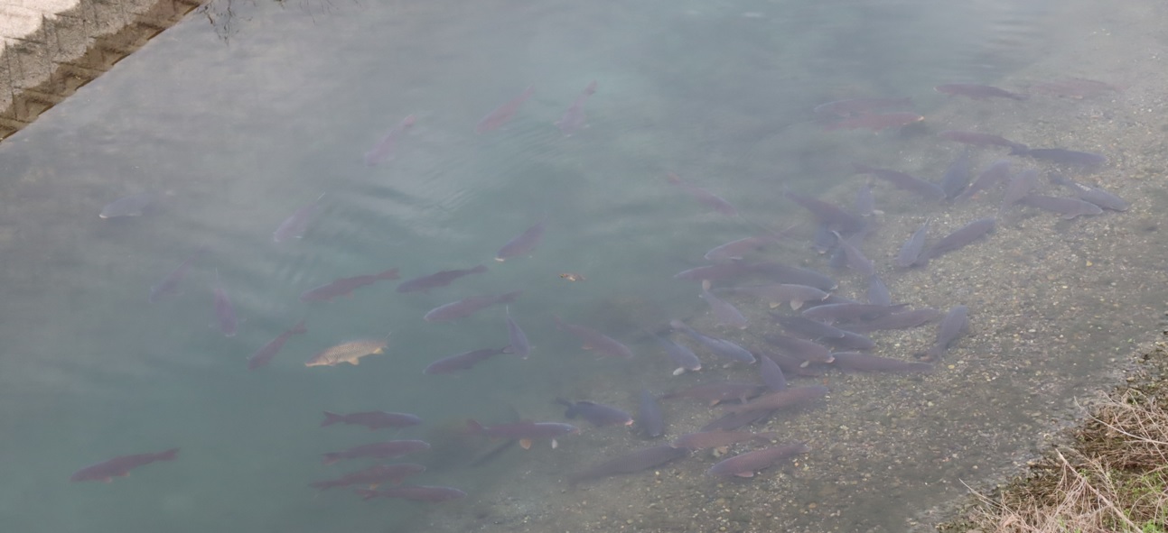 和歌山県・橋本高野橋から眺める紀ノ川の鯉 ２０２３年４月５日６時４５分